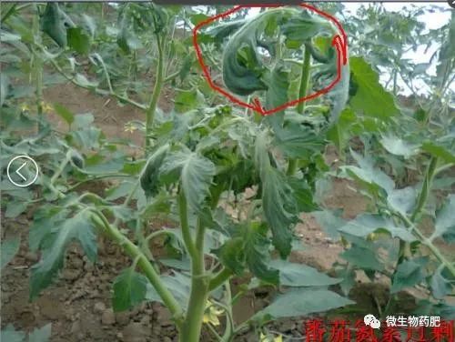 西红柿氮肥过量图片图片