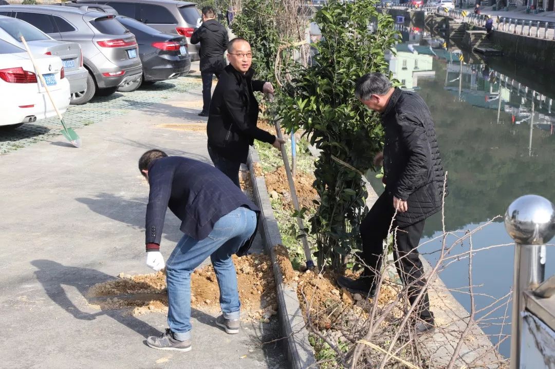 3月12日上午,杨汛桥镇全体机关干部到芝塘湖冯家湖自然村开展义务植树