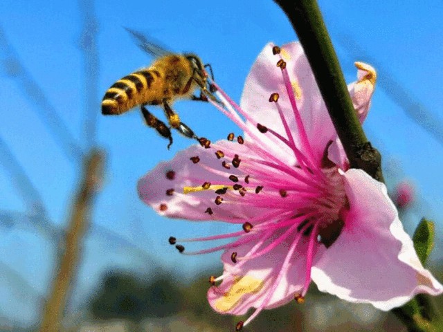 蜜蜂采蜜动图图片