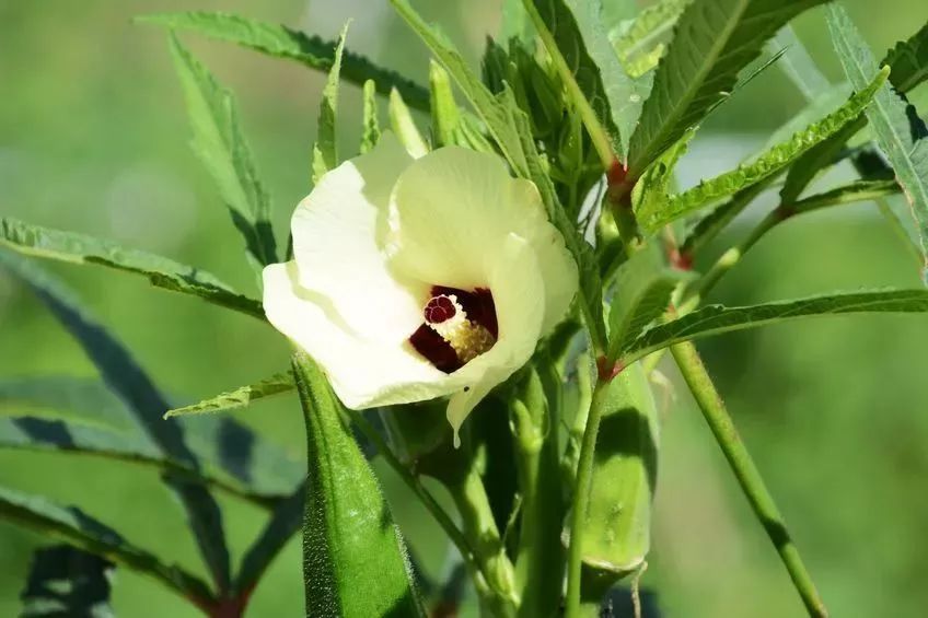 土淮山美味又大補春季當心這些時令菜變毒菜