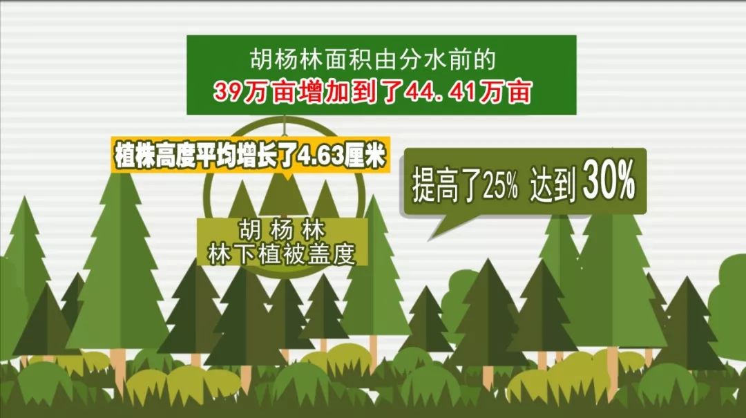 41万亩,据测算,胡杨林林下植被盖度较分水前提高了25,达到30.