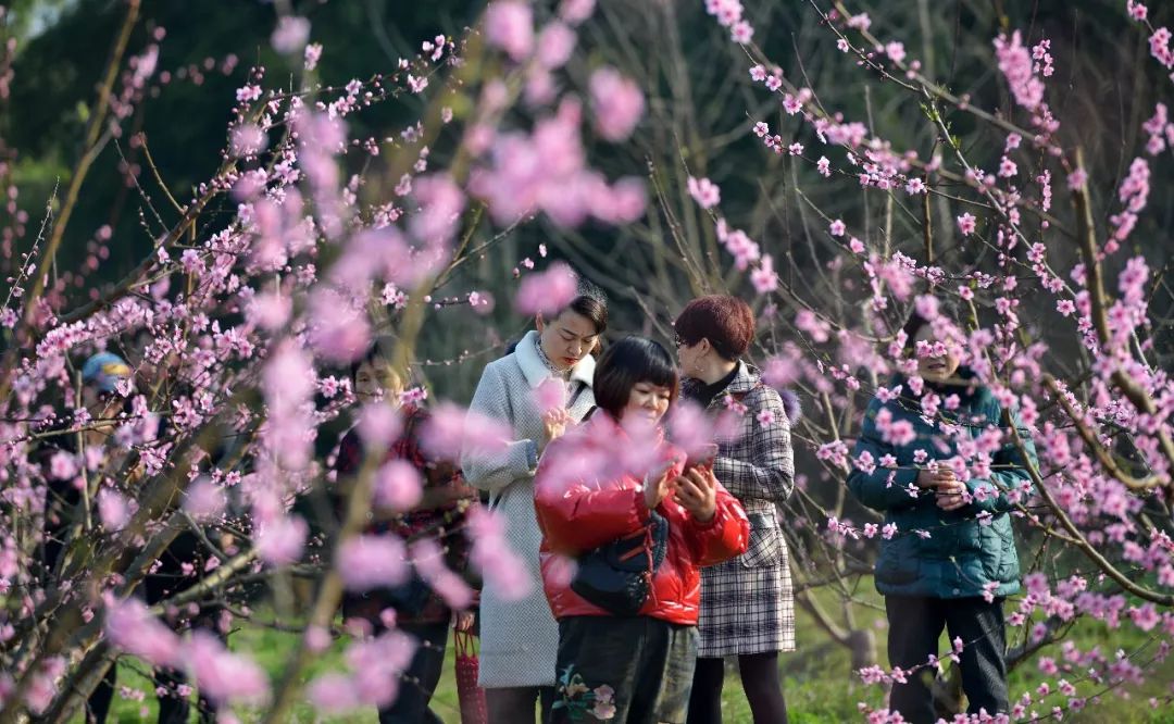 四川省南充市蓬安县两路乡首届桃花节开幕,吸引众多前来踏春赏花,领略