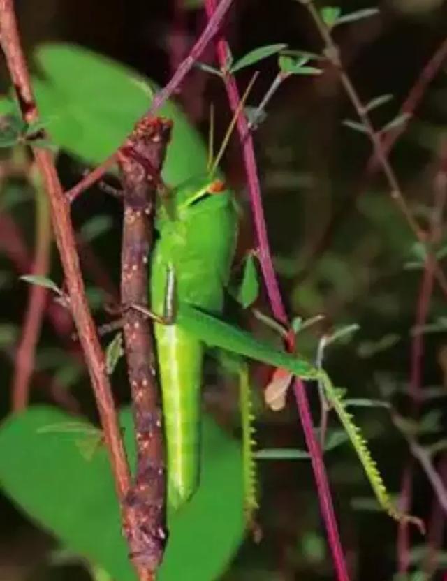 當成真正的樹枝了……【貓頭鷹環蝶】它的翅膀上長著眼睛一樣的斑紋