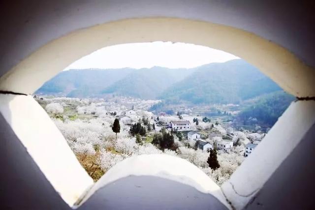 桃花村的位置在荊州古城西郊,村中種植著3000畝桃園,梨園,春天正是