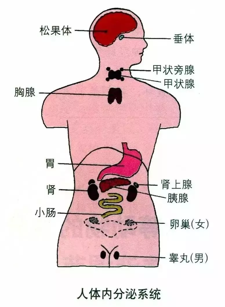 人体分泌系统图片