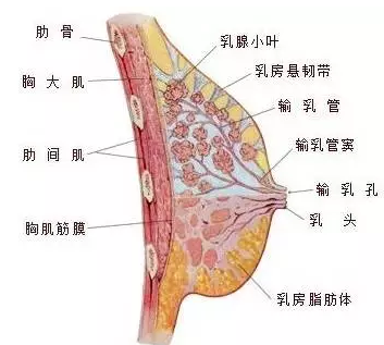 乳腺的位置图图片