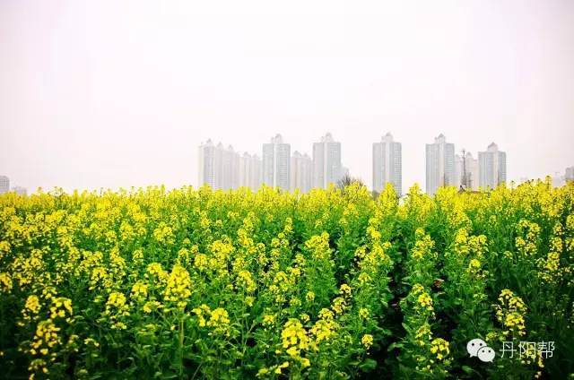 花漾三月 丹阳第一道初春田野风景竟然是它!