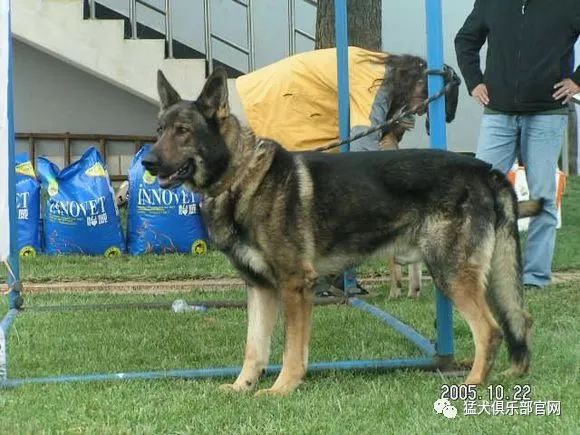 青出於藍勝於藍的昆明犬