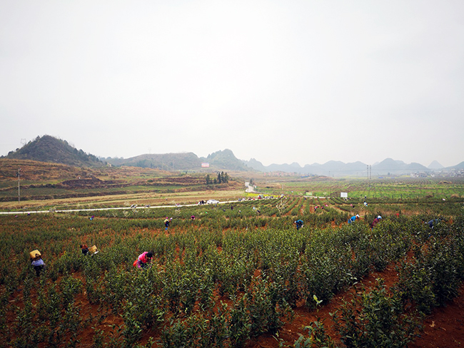 安顺市西秀区鸡场乡:明前茶飘香 茶农采茶忙