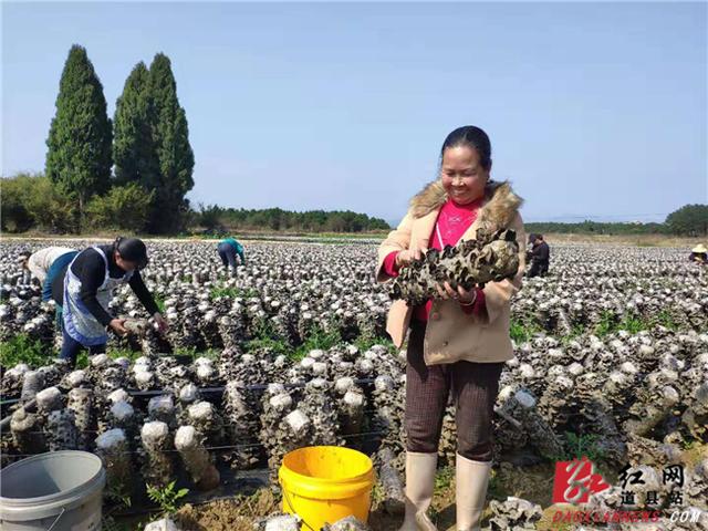 道縣黑木耳種植扶貧產業喜獲豐收