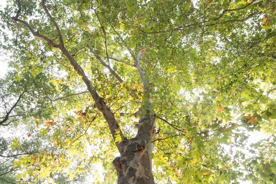 acerifolia懸鈴木科