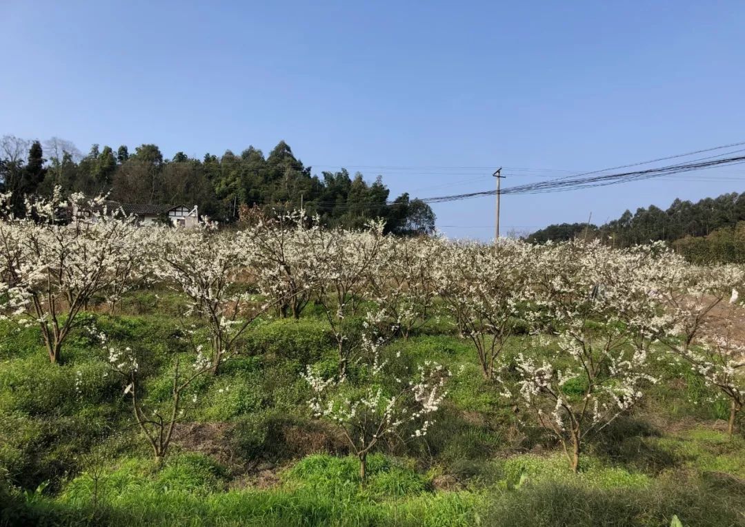 沿途漫山遍野的金黄色油菜花,夹杂着白如雪的梨花,粉如霞的桃花.