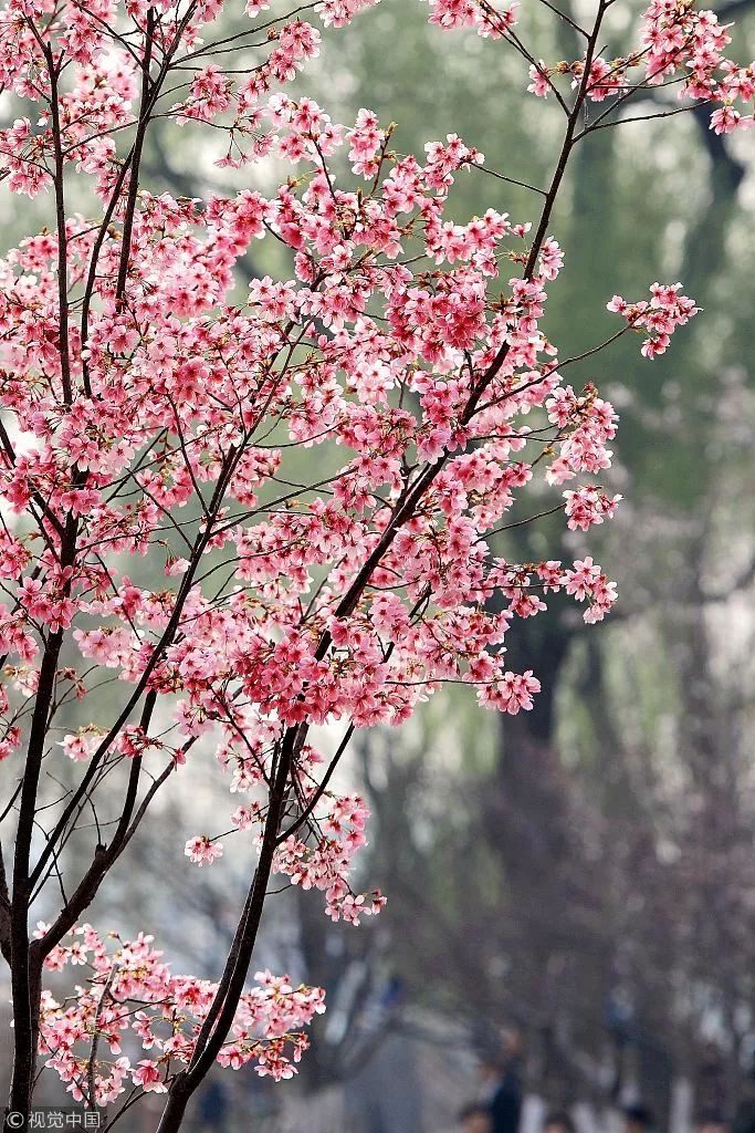 北京城区第一朵樱花