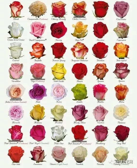 玫瑰花种类大全图片