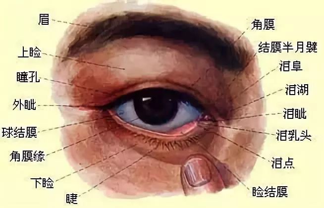 眼皮跳学名是眼睑震颤,是控制眼睑肌肉的神经不正常兴奋,引起部分眼