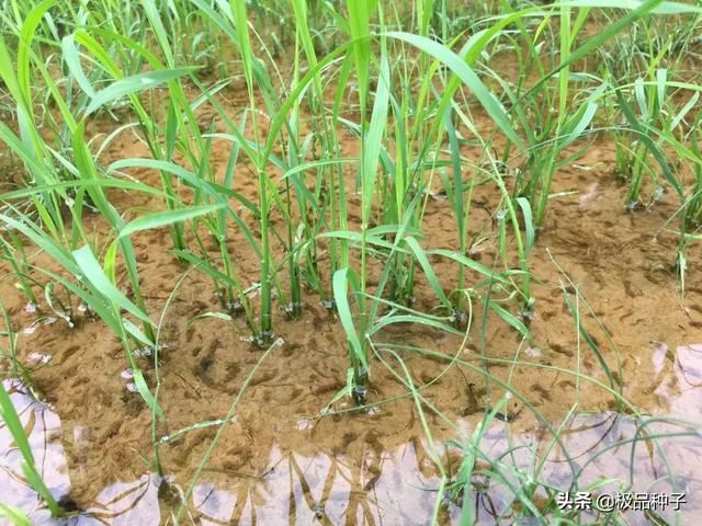 水稻幹籽浸種催芽技術解決水稻發芽低的問題