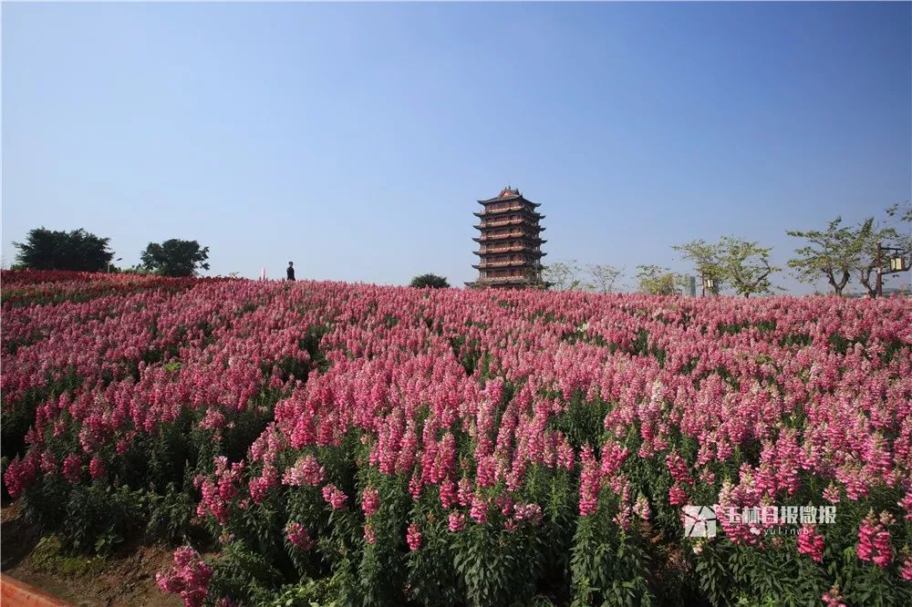 小編推薦玉城春天的花海來了仰拍俯拍都好看就在這個地方