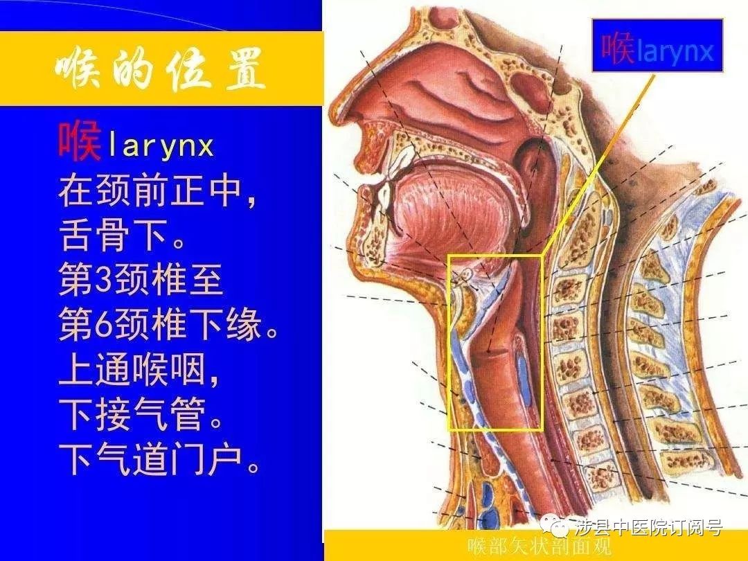 喉的解剖正常咽部结构会厌囊肿溃疡性咽炎咽部异物双侧声带息肉声带