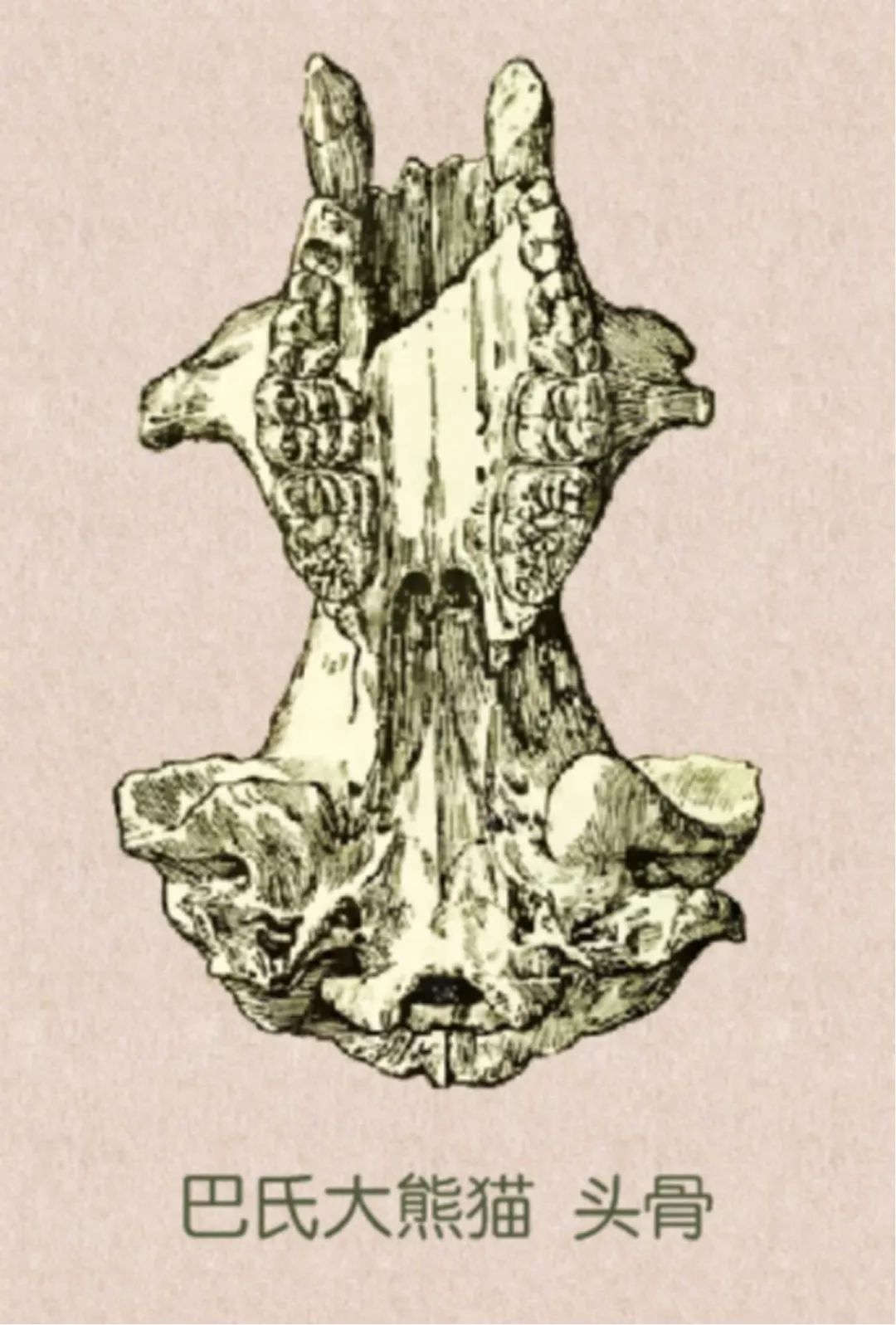 距今75万年前在缅甸发现的巴氏大熊猫的头骨,牙齿非常宽大,具有很强的