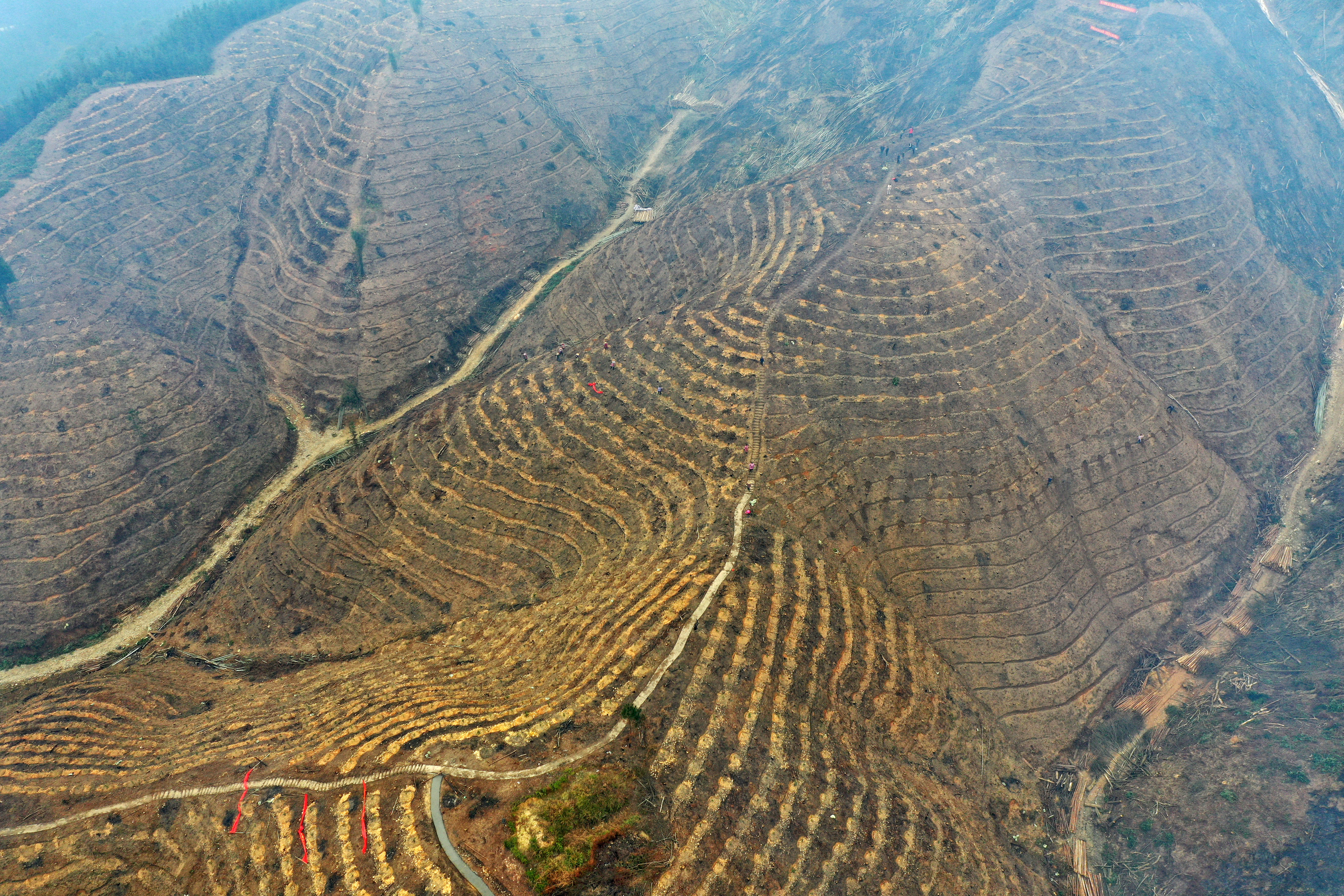 这是广西三江侗族自治县丹洲古篮千亩油茶基地局部(3月13日无人机拍摄