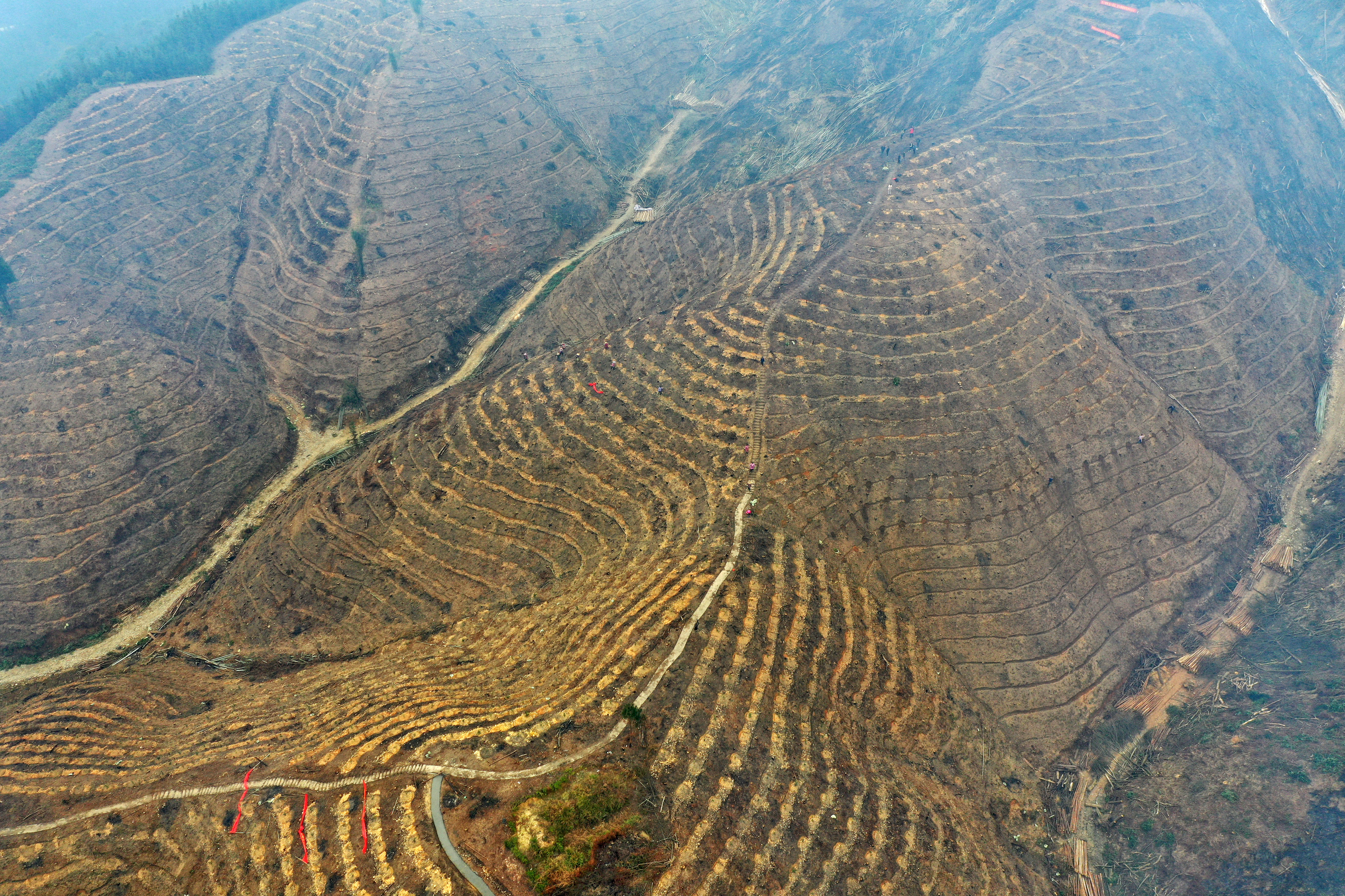 贵州油茶基地图片