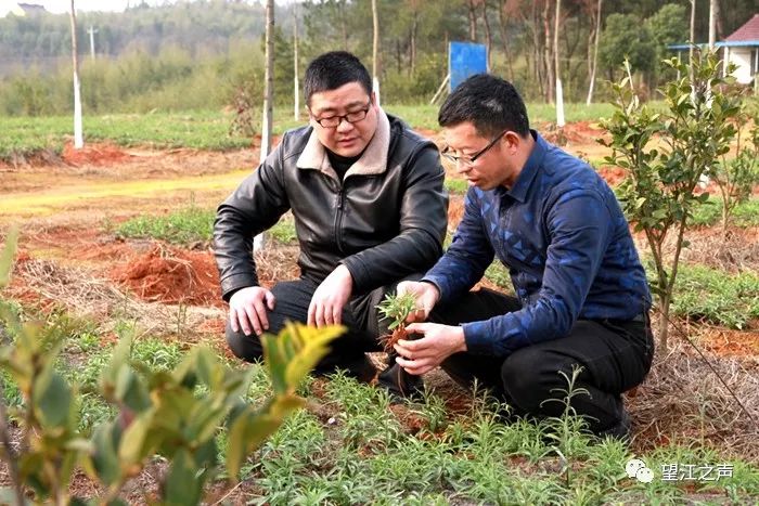 合作社负责人胡友明介绍说,合作社的500亩油茶种植项目,县农业委给予