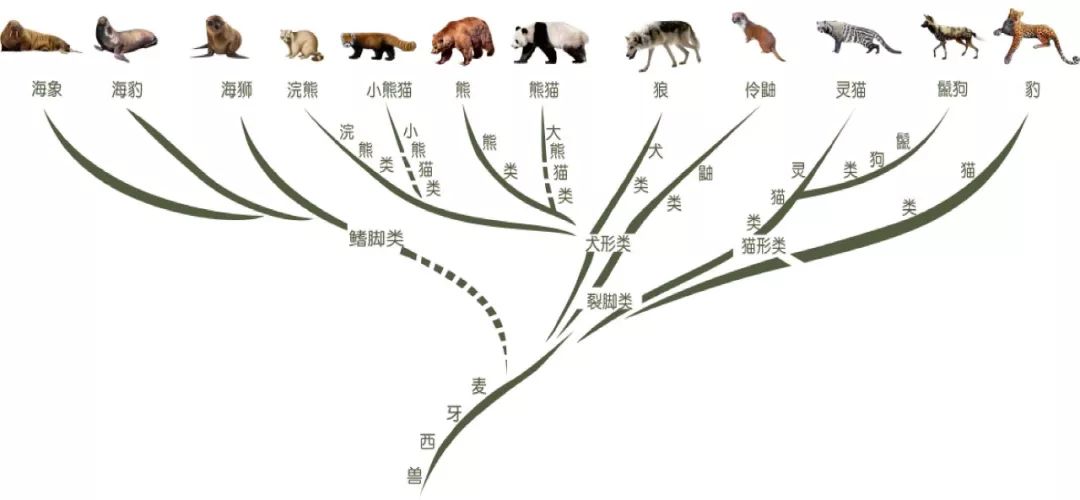 大熊猫的祖先图片