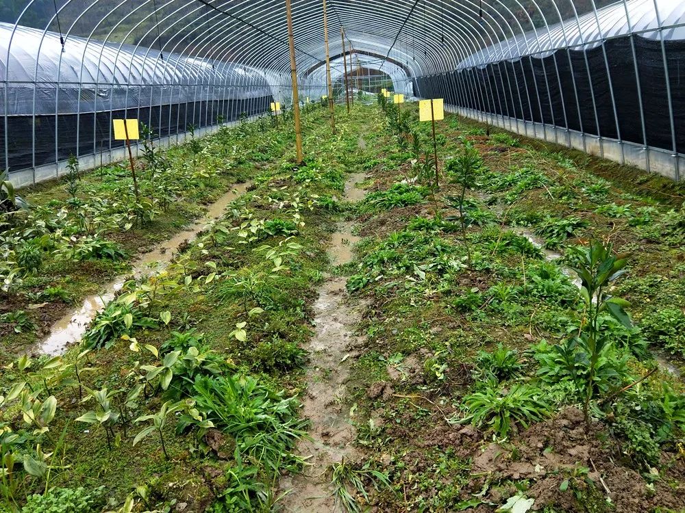 浙江农林大学中药材专家徐建伟对林下栽培的十余种中药材种植管理技术