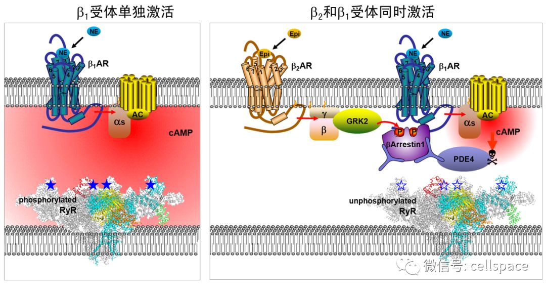 文章闡明,β2受體通過激活g蛋白耦聯受體激酶grk2,磷酸化了β1受體的c