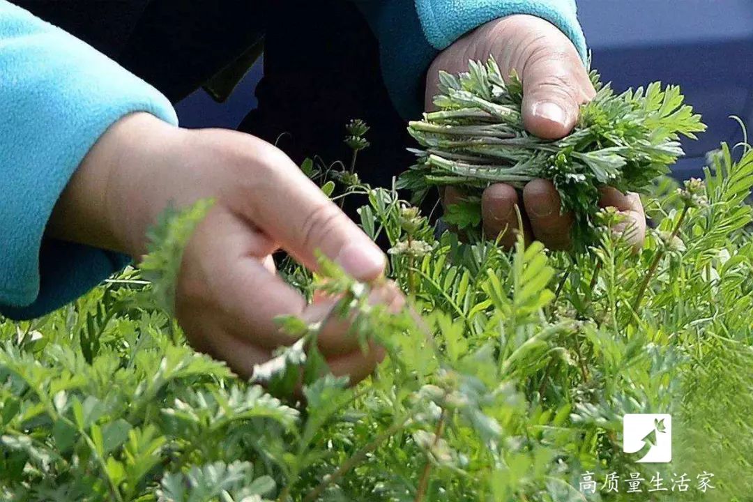 春天要吃的14大黃金野菜,一種野菜治一種病