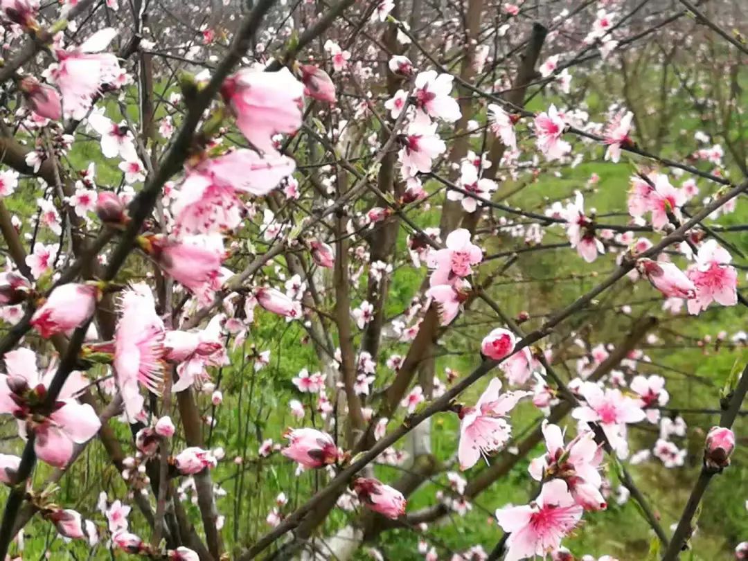 美翻半岛桃花溪惊现泸州三月邀你赏花五月请你品桃更有万张门票免费送