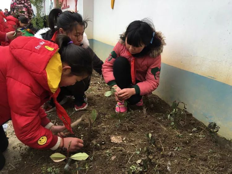 植一棵小樹綠一方淨土馬坪小學植樹節主題活動