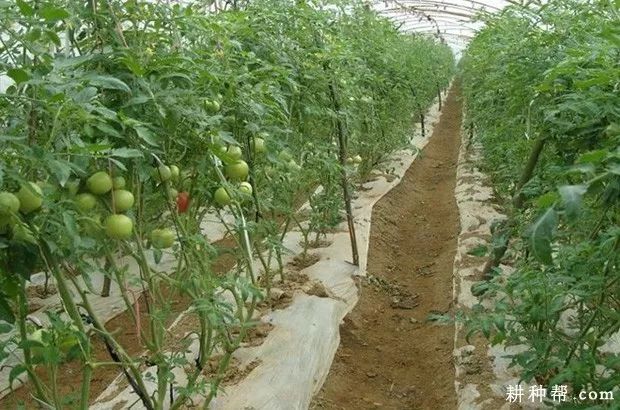 西红柿种植过程图片图片