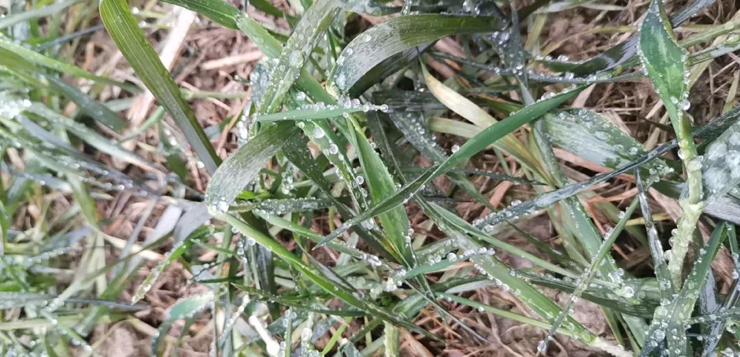 霜很重辐射霜冻会加重除草剂药害,以前鲜有报道.在杂