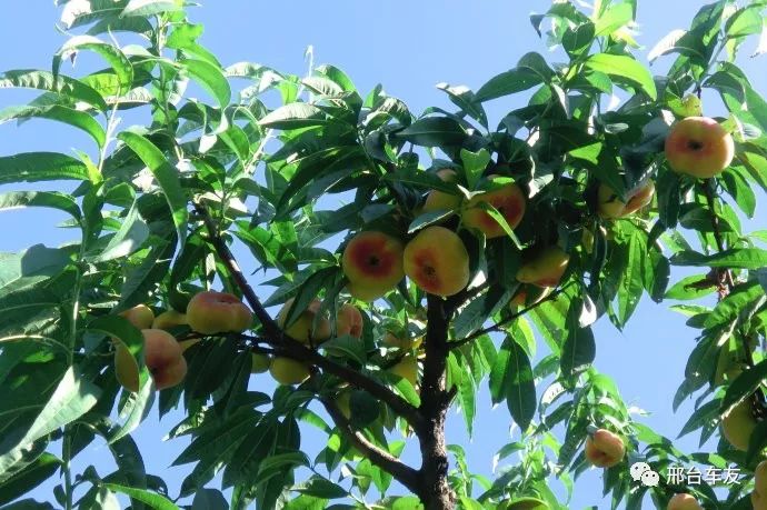 在协会活动基地(邢台县路家庄)果园举办蟠桃树家庭认领植树活动此