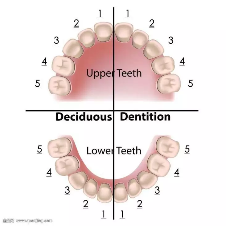 每个乳牙的解剖形态图图片