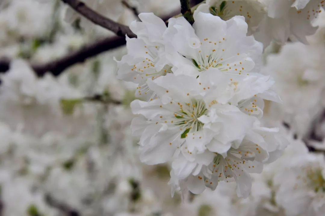 寶華山放風箏放風箏是孩子們喜歡的娛樂活動華陽公園,崇明公園,賈紀山