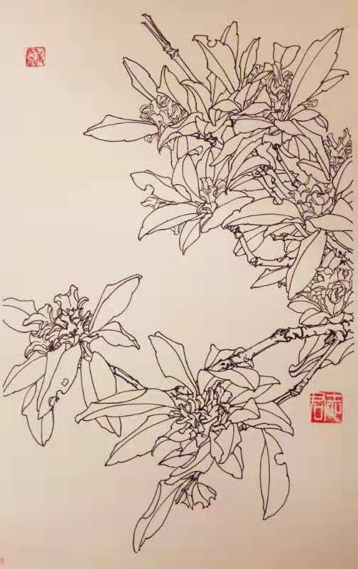 桂花树素描画图片