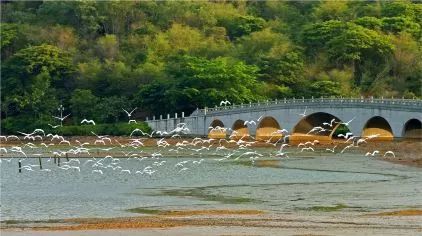 尋味順德,品均安蒸豬落地自駕7日遊