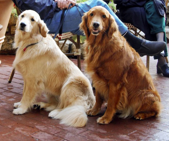 獵浣熊犬和金毛區別