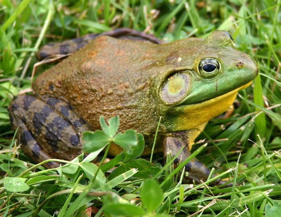 食用蛙的种类图片