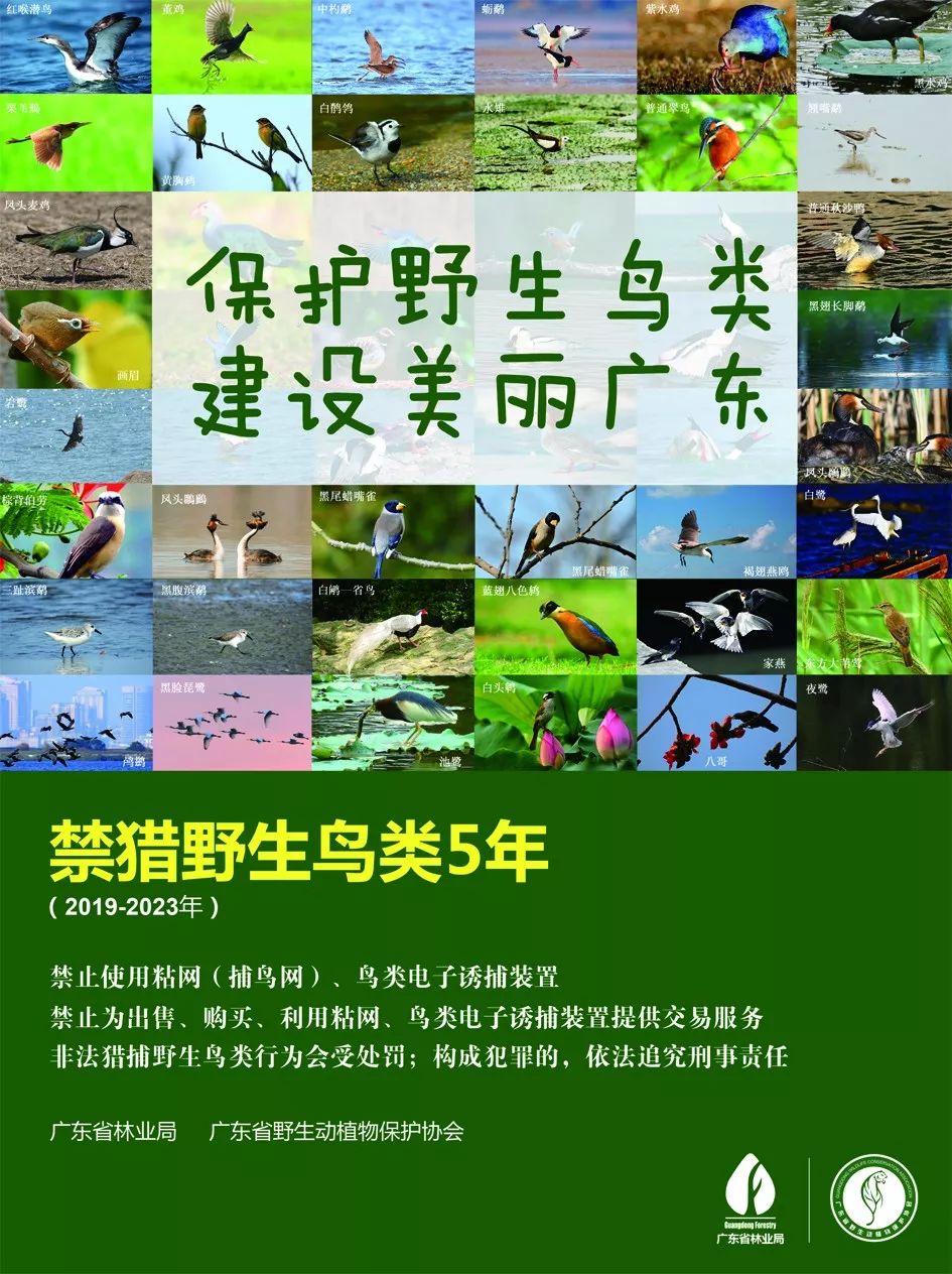 保护野生鸟类建设美丽广东广东省暨广州市第三十八届鸟节爱鸟周报名