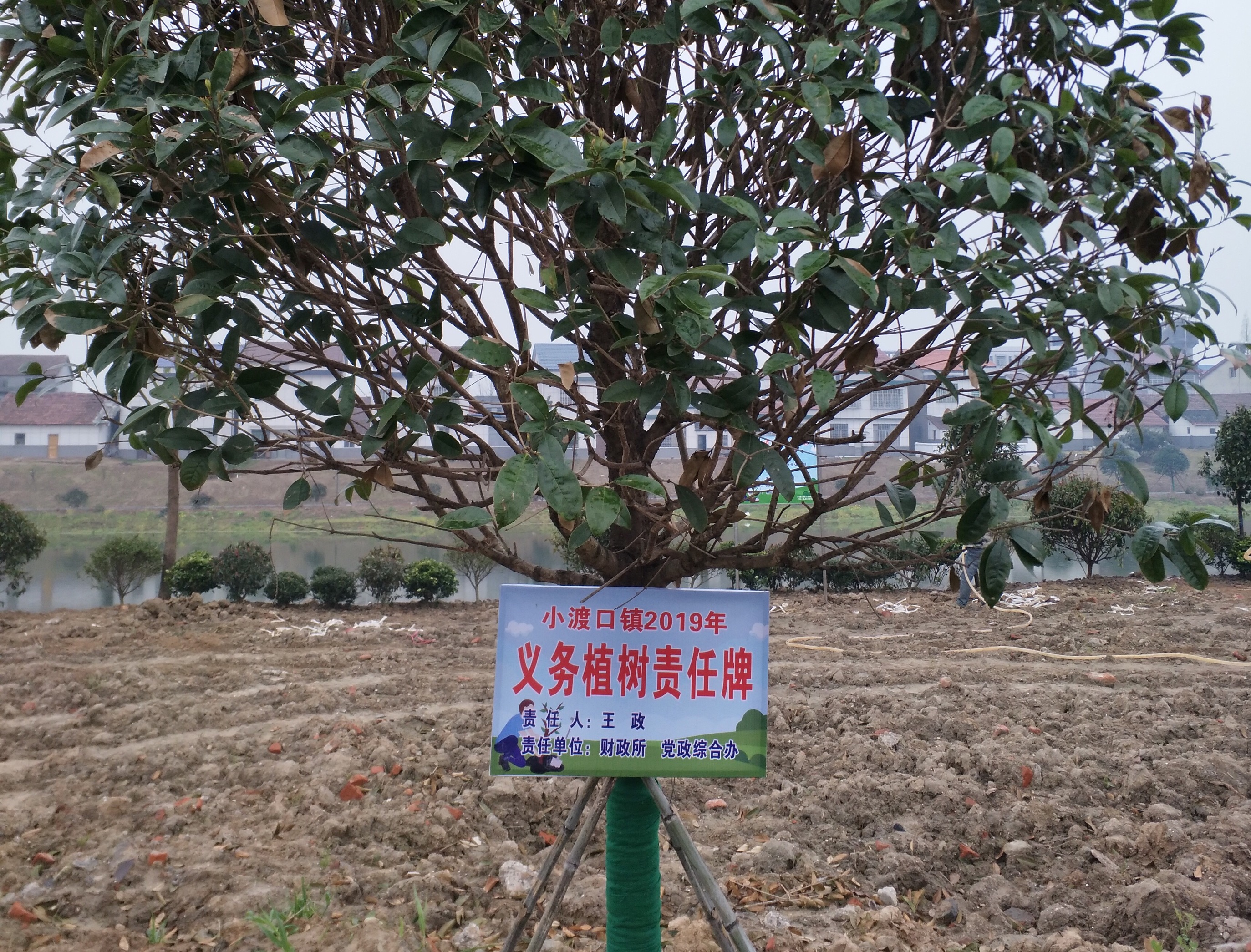 植树造林标语牌图片图片