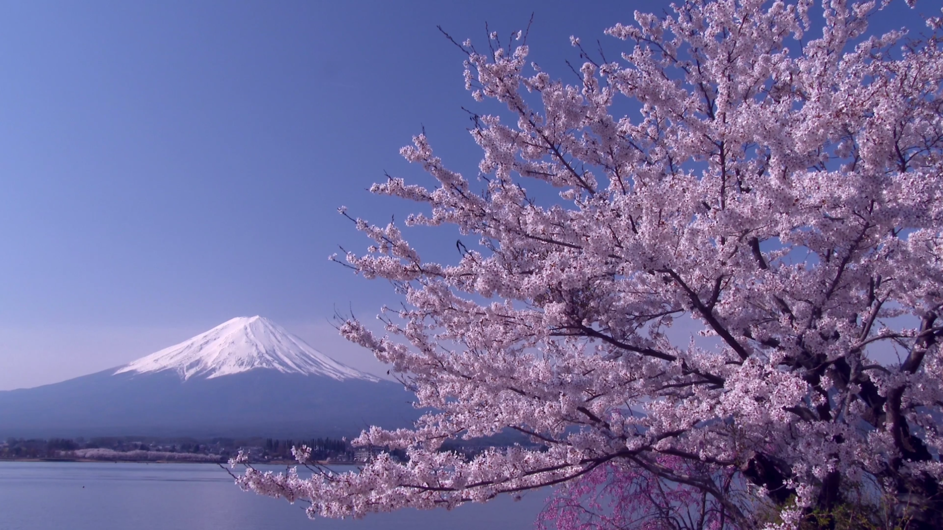 富士山脚下的樱花图片