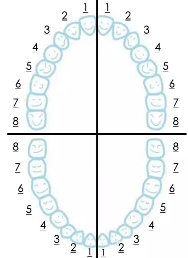 32颗牙齿排列图图片