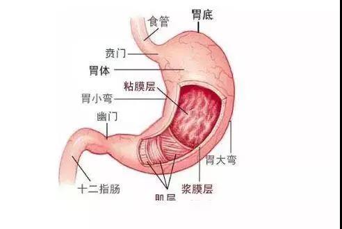 中美东城医院专家提醒 十人九胃,从胃炎到胃癌,总共分几步