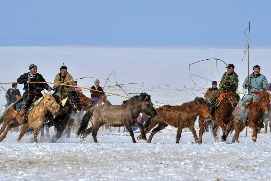 热血奔腾的蒙古族套马