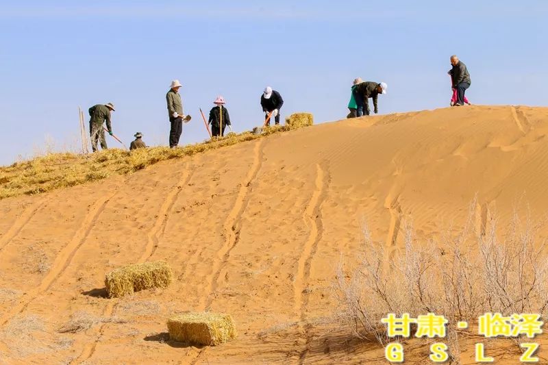 近年來,臨澤縣通過生物治沙,工程治沙相結合的方式,持續開展防沙治沙