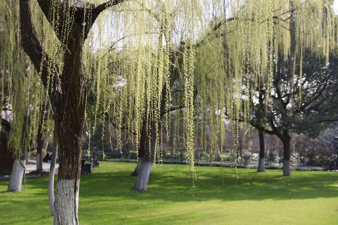 柳浪闻莺植物图片