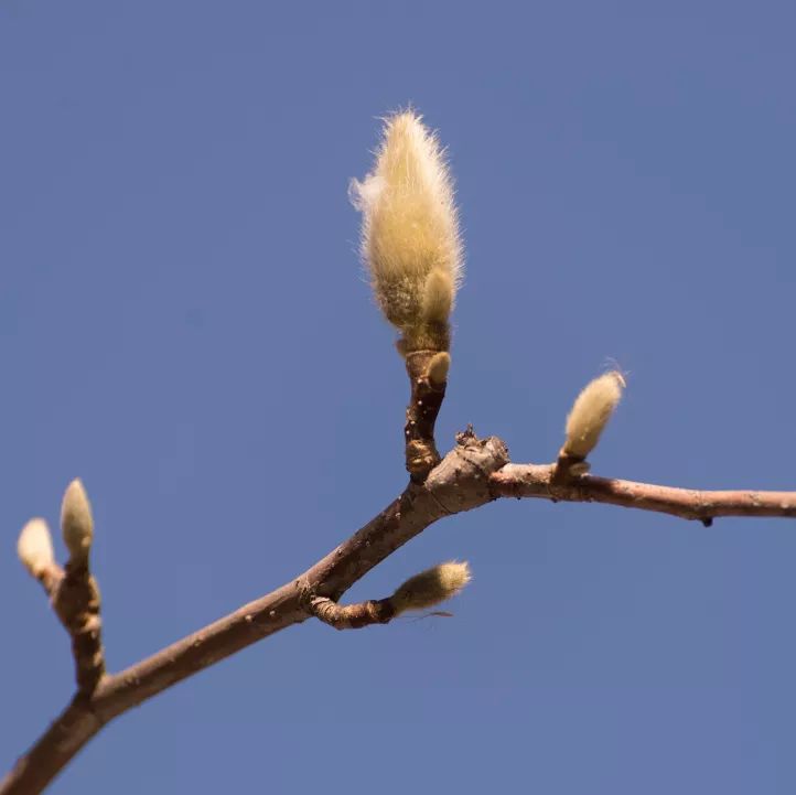 和煦春光,與家人共賞小蜜蜂來採花蜜了藍天為幕,春如畫金英翠萼帶春寒